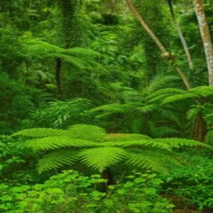 Vastu Scenery(5)